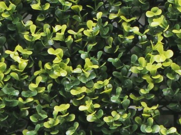 Ccga003 buxus kunsthaag specialist kunst planten tuinmuurdecoratie eindhoven 2