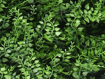 Ccga006 kunsthaag specialist kunstplanten tuinmuurdecoratie eindhoven 2