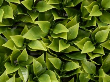 Khsa362 kunsthaag specialist kunstpalnten tuin muur decoratie 3