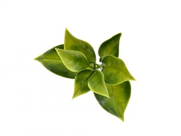 Khsa362 kunsthaag specialist kunstpalnten tuin muur decoratie 5