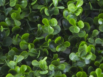 Kunsthaag specialist kunst planten khs188003b tuinmuurdecoratie eindhoven 2