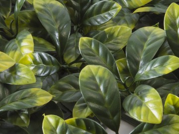 Kunsthaag specialist kunst planten khs188006a tuinmuurdecoratie eindhoven2