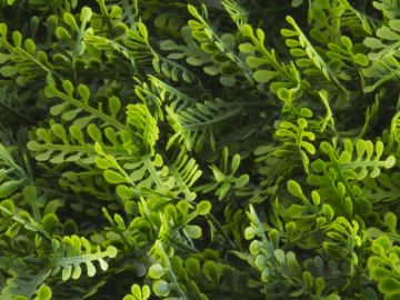 Kunsthaag specialist kunst planten khs188008b tuinmuurdecoratie eindhoven 2