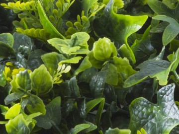 Kunsthaag specialist kunst planten khs188026a tuinmuurdecoratie eindhoven 2