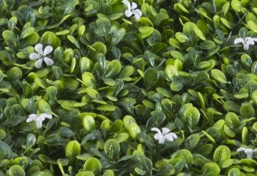 Kunsthaag specialist kunst planten khs188036a tuinmuurdecoratie eindhoven 2