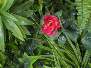 Kunsthaag specialist kunst planten khs189001a tuinmuurdecoratie eindhoven 2