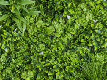 Kunsthaag specialist kunst planten khs189005a tuinmuurdecoratie eindhoven 2