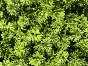 Kunsthaagspecialistkunsthaagplantenccga201mtuinmuurdecoratieeindhoven2